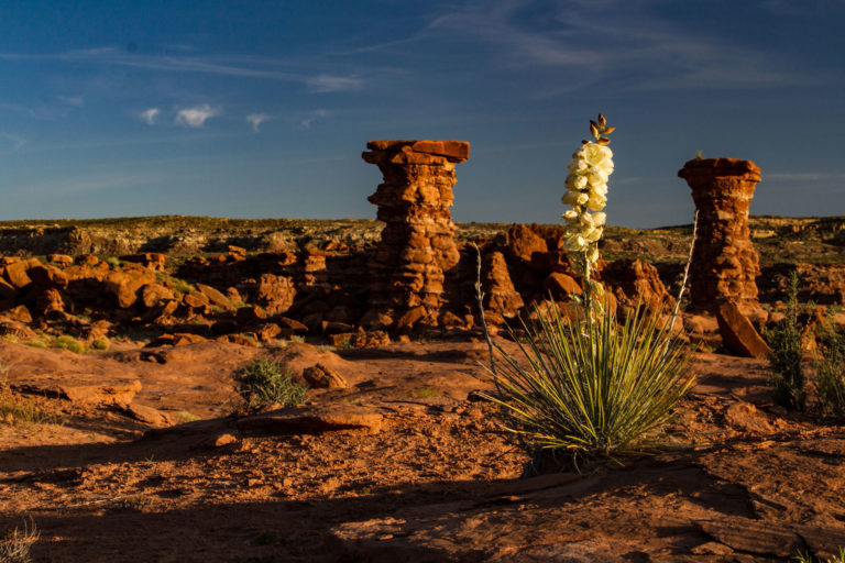 Chimney Rocks Yucca Bloom web 768x512